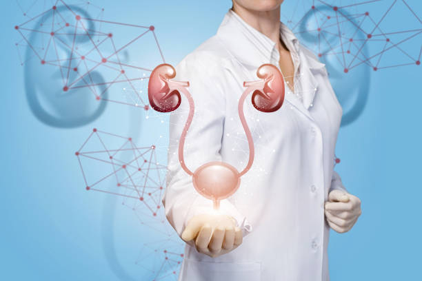 istock The doctor shows the kidneys and bladder . 1163594291