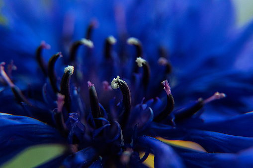 Macrophotographie of a Blue cornflower