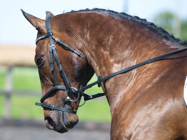 dressage abstract - animal head flash foto e immagini stock