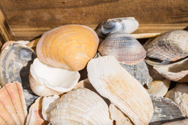 istock Cup with shell shells for summer decoration. A fresh breeze from the Atlantic Ocean. Shallow depth of focus. 1163596763