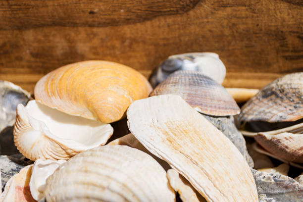istock Cup with shell shells for summer decoration. A fresh breeze from the Atlantic Ocean. Shallow depth of focus. 1163596784