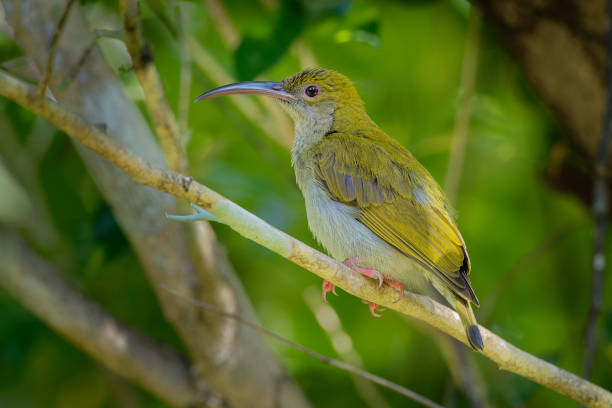 istock Grey-breasted Spiderhunter - Arachnothera affinis bird in Nectariniidae, found in Brunei, Indonesia, Malaysia, Myanmar, Singapore, Thailand, Vietnam 1163596842