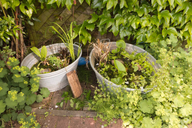 Two zinc tubs as small garden ponds planted with aquatic plants. All around, the Lady's Mantle, Alchemilla mollis, Wild Wine and Wild Rose is flourishing. An idyllic place on the terrace Two zinc tubs on the teraase as a garden pond, bird troughs, and bird bath. parthenocissus stock pictures, royalty-free photos & images
