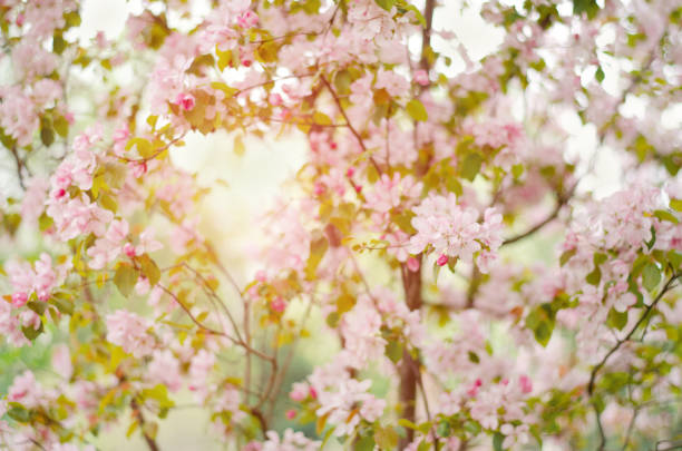 istock Tree with delicate pink flowers. Apple tree in the sunlight. 1163599790