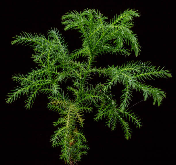 Cryptomeria