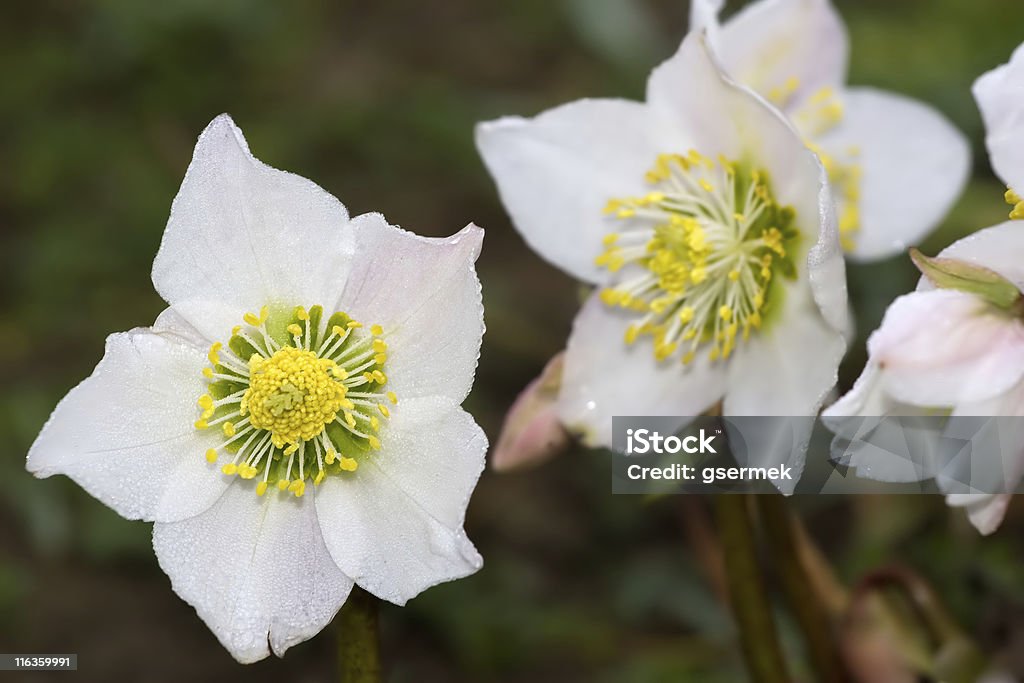 Hellebore flowers in early springtime Hellebore flowers in early springtime (also known as lenten rose) Beauty In Nature Stock Photo
