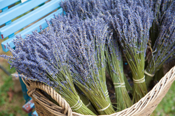 Beautiful lavender bouquets in wicker basket