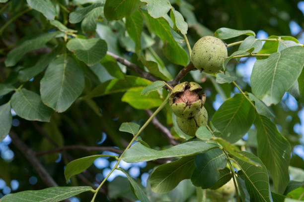 nogal verde en el árbol - walnut tree walnut nut branch fotografías e imágenes de stock