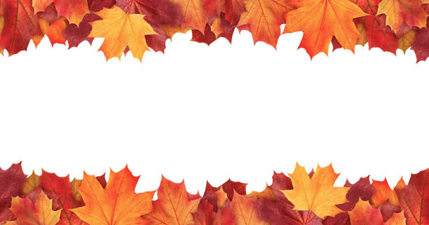 Amazing colorful background of autumn maple tree leaves background with white empty space. Multicolor maple leaves autumn background. High quality resolution picture