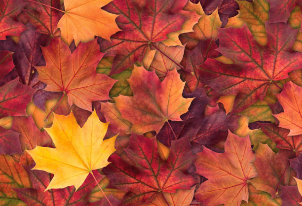 le fond coloré étonnant de l'érable d'automne laisse le fond de fond vers le haut. l'érable multicolore laisse le fond d'automne. image de résolution de haute qualité - vibrant color outdoors tree autumn photos et images de collection