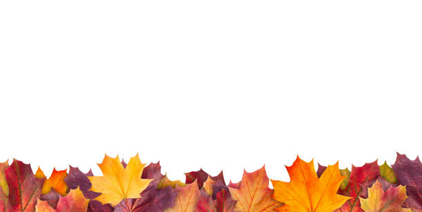 istock Amazing colorful background of autumn maple tree leaves background with white empty space. Multicolor maple leaves autumn background. High quality resolution picture 1163602734