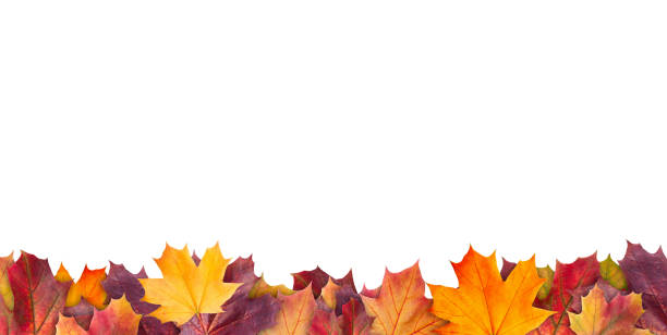 amazing colorful background of autumn maple tree leaves background with white empty space. multicolor maple leaves autumn background. high quality resolution picture - outono folha imagens e fotografias de stock