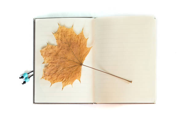 istock Yellow dried autumn maple leaf in the notebook isolated on the white background. Herbarium. Autumn background. 1163602793