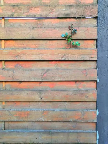 Photo of Beautyful garden plants leaves green foliage natural floral plant and grey brown wood fence in sunlight