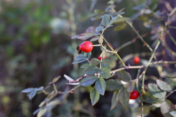 istock Rose Hip Bush Branches with Red Ripe Berries and Some Leaves, Soft Background 1163605883