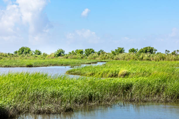 Classic bayou swamp scene of the American South Classic bayou swamp scene of the American South gulf coast states photos stock pictures, royalty-free photos & images