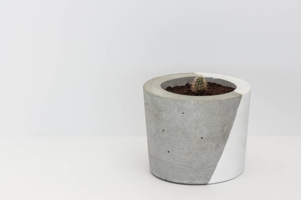istock Cacti in a concrete pot. Young cactus 1163609432