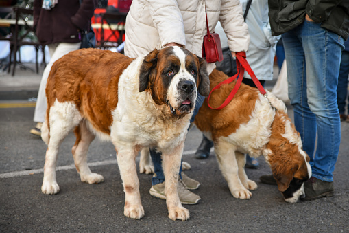 Two large St. Bernard on a leash with the owner
