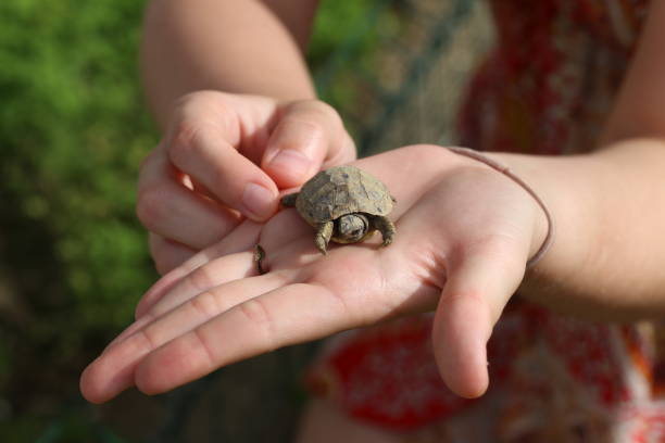 istock A small turtle in the palm of your hand 1163610836