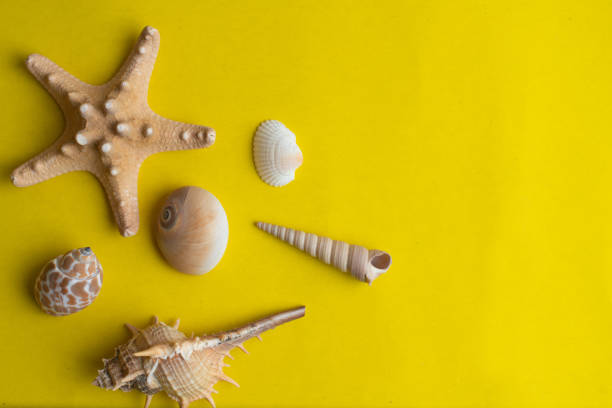 istock Composition of exotic sea shells on a yellow background. Summer concept. Top View. Copyspace for text 1163610945