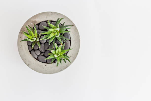 Cactus havortia in a concrete pot with soil stones. View from above