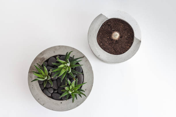 istock Two Cactus in a concrete pot. View from above 1163612251