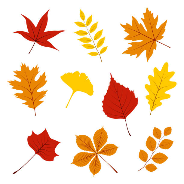 Set of autumn leaves on white background, vector illustration Set of autumn leaves on white background, vector illustration what is birch gold group stock illustrations
