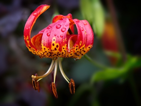 Tiger Lily (Lilium lancifolium ) with rain drops blooming in the summer