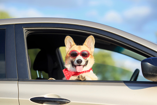 red corgi puppy dog in sunglasses, he stuck his pretty face out with his tongue and paws from the car window during mja suburban summer trip