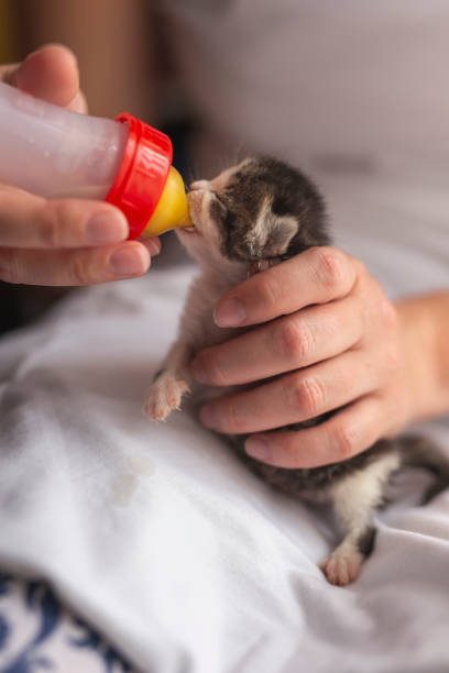 istock Animal shelter employee bottle-feeding kitten 1163616515