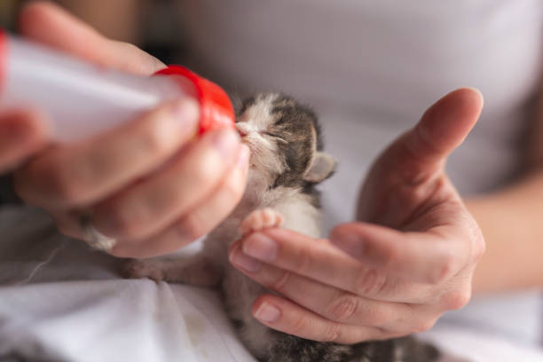 istock Woman feeding rescued kitten 1163616555