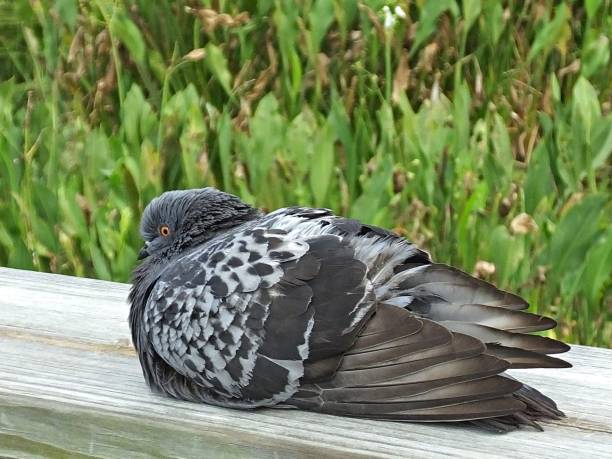 istock Rock Pigeon (Columba livia) resting on a wooden rail 1163616579
