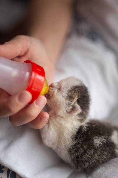 istock Woman feeding rescued orphan kitten 1163616605