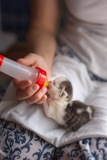 istock Woman feeding an orphan kitten 1163616613