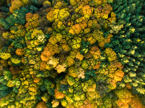 istock Aerial top down view of forest with green and yellow trees. Mixed deciduous and coniferous forest. Beautiful fall scenery near Vilnius city, Lithuania 1163617618