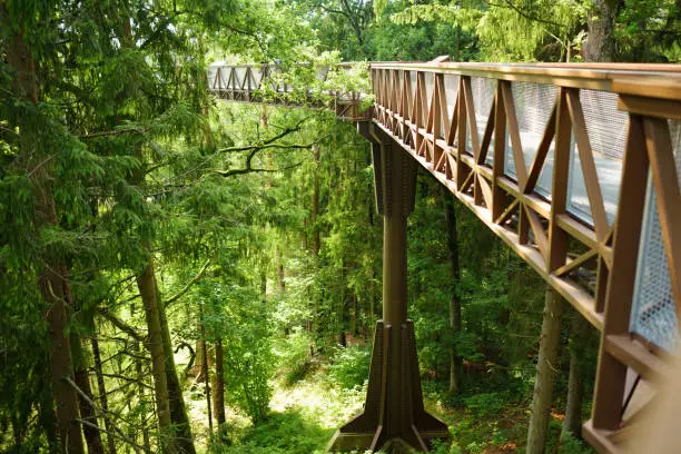 Laju takas, tree-canopy trail complex with a walkway, an information center and observation tower, located in Anyksciai, Lithuania.