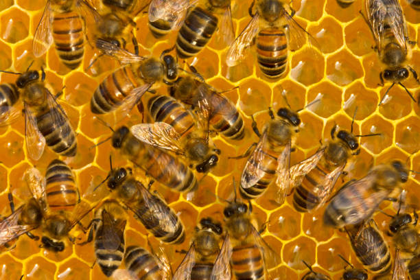 istock Bees take nectar from honeycomb to transform it into honey 1163617941