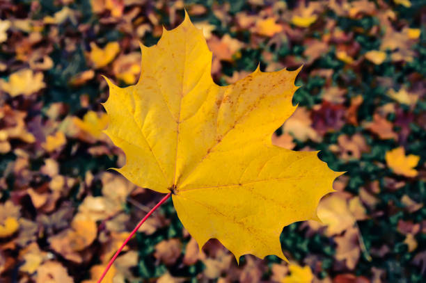 istock Big yellow maple leaf on blurred autumn background 1163617961