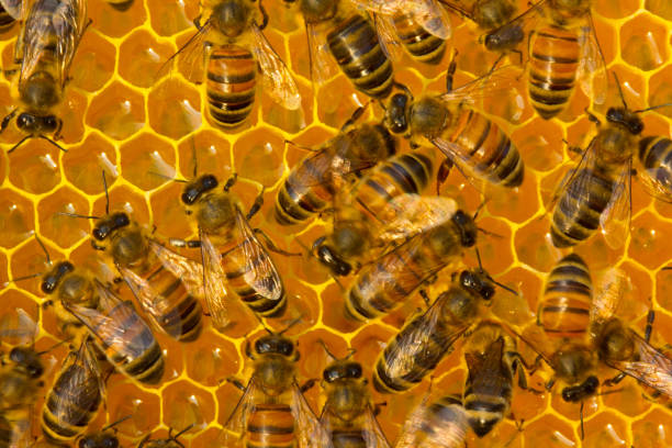 istock Bees take nectar from honeycomb to transform it into honey 1163617979