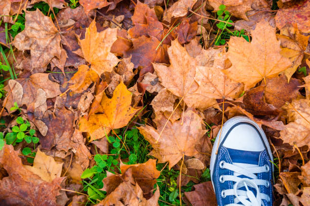 istock Blue sneaker shoe on dry yellow maple autumn leaves, top view 1163617986