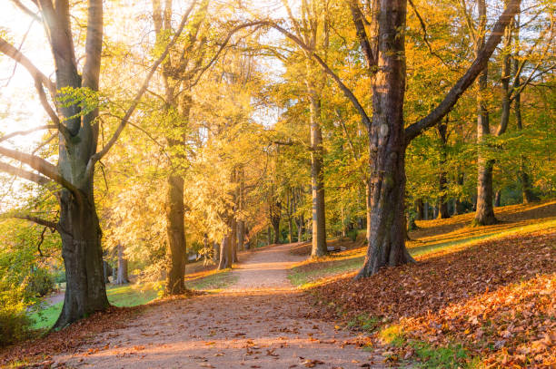 istock Autumn landscape: Park alley with yellow trees and fallen leaves lit with sunlight 1163617988