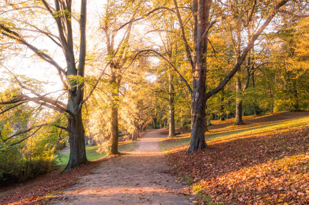 istock Autumn landscape: Park alley with yellow trees and fallen leaves lit with sunlight 1163617989