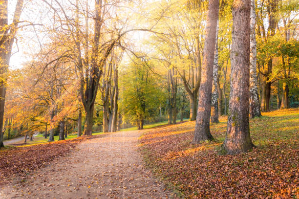 istock Autumn landscape: Park alley with yellow trees and fallen leaves lit with sunlight 1163617994