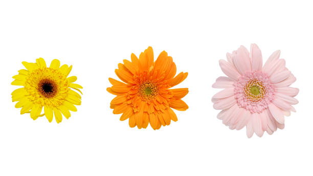 istock flower head of transvaal daisy in a white background 1163618221