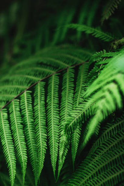 istock beautiful green bracken in forest, 1163618227