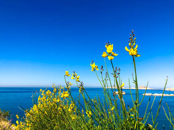 Marseille, France: Spanish Broom, Frioul Islands Marseille, France: Sunny Spanish broom with the Frioul Archipelago in the distance. Plenty of copy space in the vibrant blue sky or sea. Shot from the Endoume neighborhood. frioul archipelago stock pictures, royalty-free photos & images