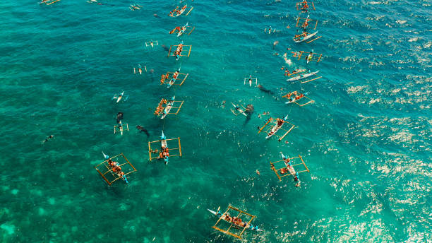 istock Oslob Whale Shark Watching in Philippines, Cebu Island 1163619564
