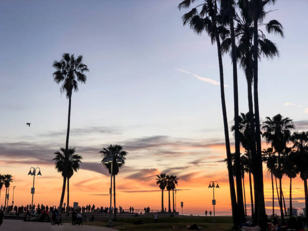 istock Sunset over Venice beach with palm trees and colorful sky 1163622516