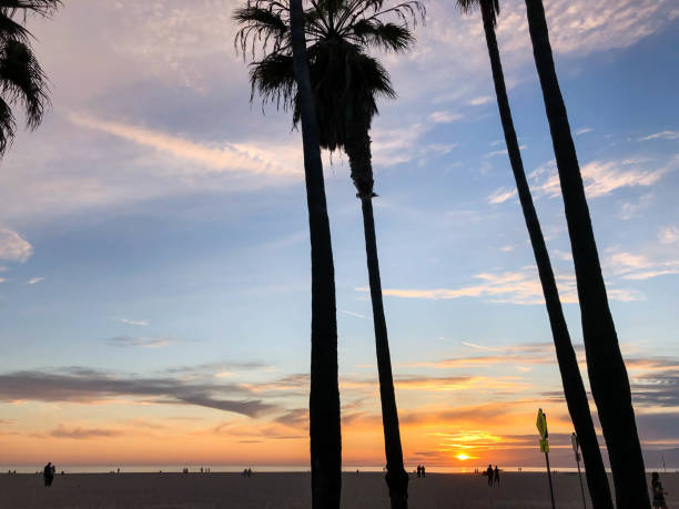 istock Sunset over Venice beach with palm trees and colorful sky 1163622525