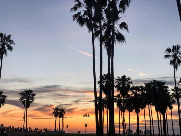 istock Sunset over Venice beach with palm trees and colorful sky 1163622532